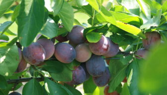 Etiket voor Tracer in kers en pruim gepubliceerd