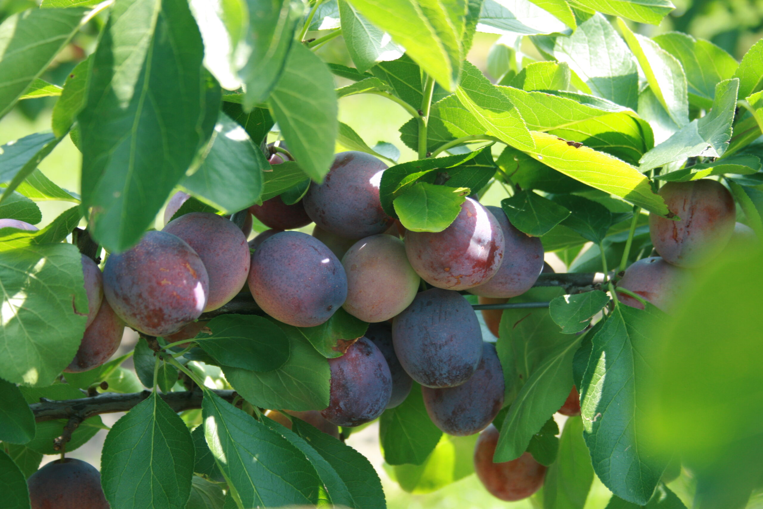 Etiket voor Tracer in kers en pruim gepubliceerd