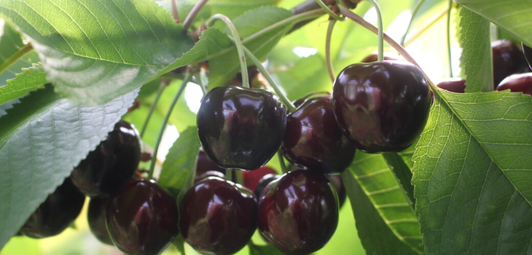 Combineer snoeipraktijk en Fruitteelt Vakbeurs: HKSF-bijeenkomst op 22 januari