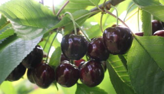 Combineer snoeipraktijk en Fruitteelt Vakbeurs: HKSF-bijeenkomst op 22 januari