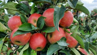 Appels blijven gezond: feiten boven framing