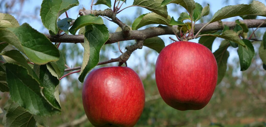 Britse appel- en perentelers verwachten stijging productiekosten van 2 procent