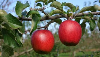 Britse appel- en perentelers verwachten stijging productiekosten van 2 procent