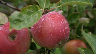 Voorlopige resultaten onderzoek duurzaamheidsvergoeding voor agrariërs