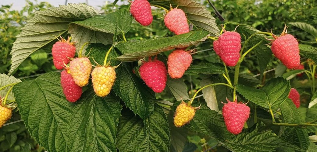 Spaans areaal Malaika-frambozen groeit naar 200 hectare