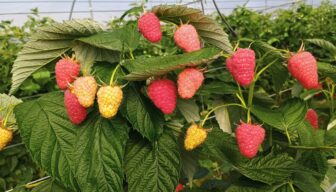 Spaans areaal Malaika-frambozen groeit naar 200 hectare