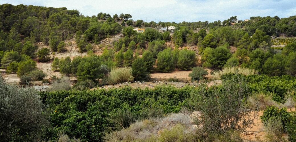 Zonder ruimtelijk beleid verliest EU tot 2050 8 miljoen ha landbouwgrond