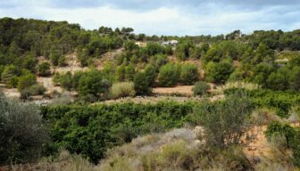 Zonder ruimtelijk beleid verliest EU tot 2050 8 miljoen ha landbouwgrond