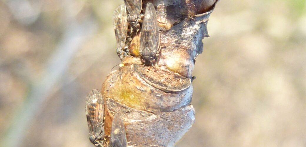 Tijdperk Movento is voorbij