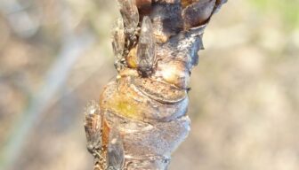 Tijdperk Movento is voorbij