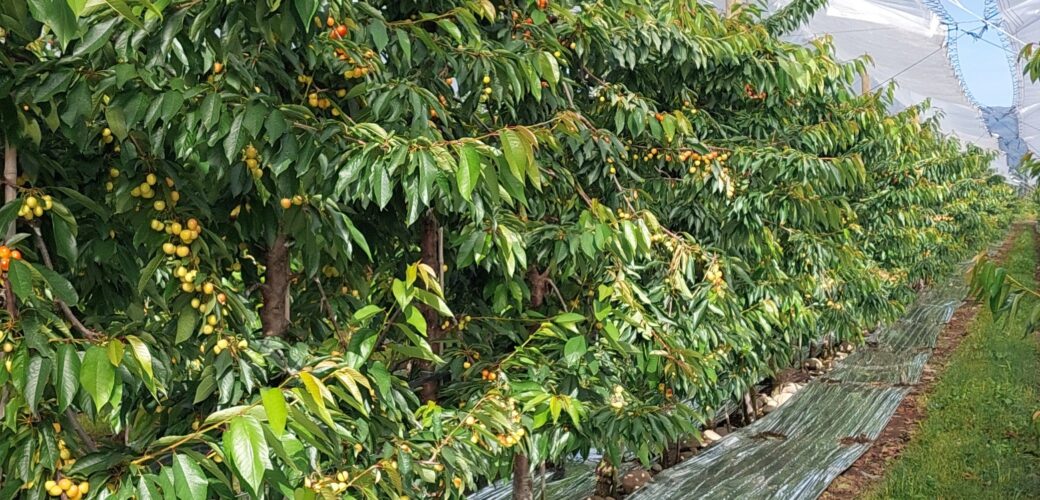 ‘Sterke groei kersenteelt Chili, maar ook risico’s ‘