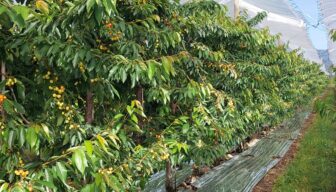 ‘Sterke groei kersenteelt Chili, maar ook risico’s ‘