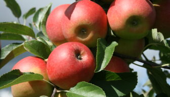 Coalitieakkoord hinkt op twee gedachten: kansen, maar ook bedreigingen voor fruitteelt