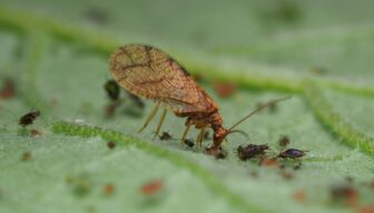 Bruine gaasvlieg vroeger dan aangenomen effectief tegen frambozenbladluis