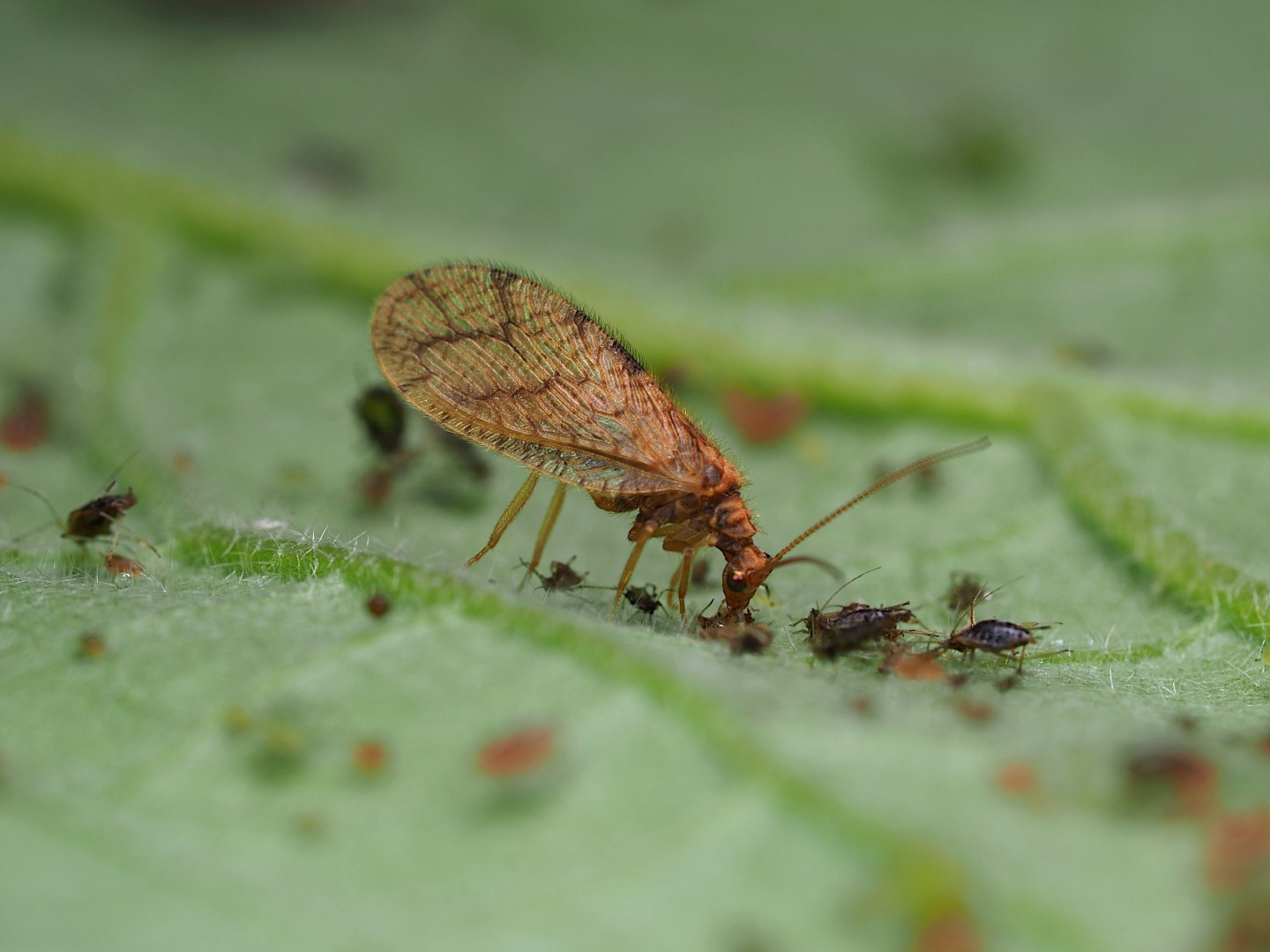 Bruine gaasvlieg vroeger dan aangenomen effectief tegen frambozenbladluis
