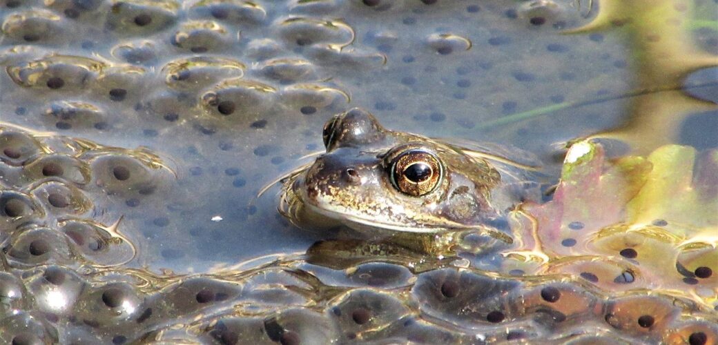 Webinar over regeling ‘Niet productieve investeringen landbouw’ in Gelderland