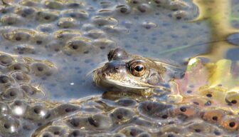 Webinar over regeling ‘Niet productieve investeringen landbouw’ in Gelderland