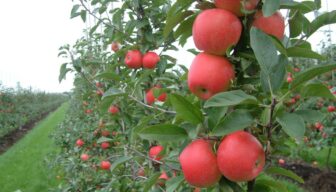 Discussie gemeente Buren over het ‘slaapkameronderzoek’