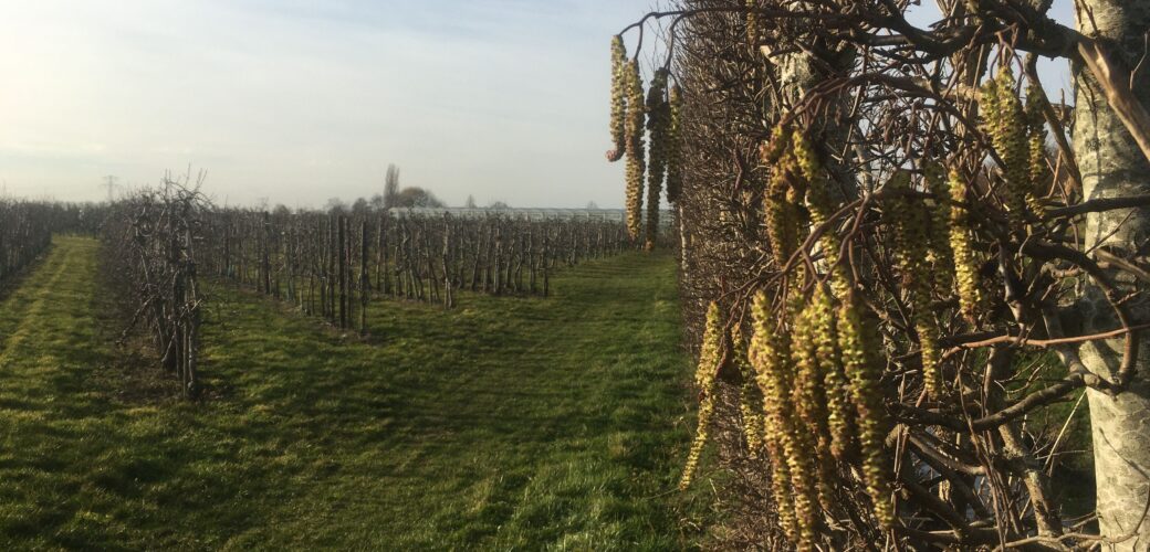 Toch volledige uitbetaling van GLB voor eco-regelingen