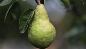 Europese appel- en perenvoorraden per 1 januari