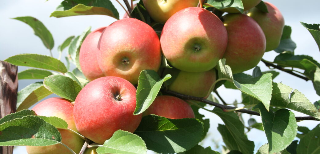 Nederlandse fruitconsumptie stijgt met drie procent
