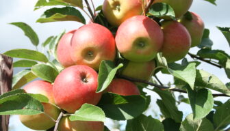 Nederlandse fruitconsumptie stijgt met drie procent