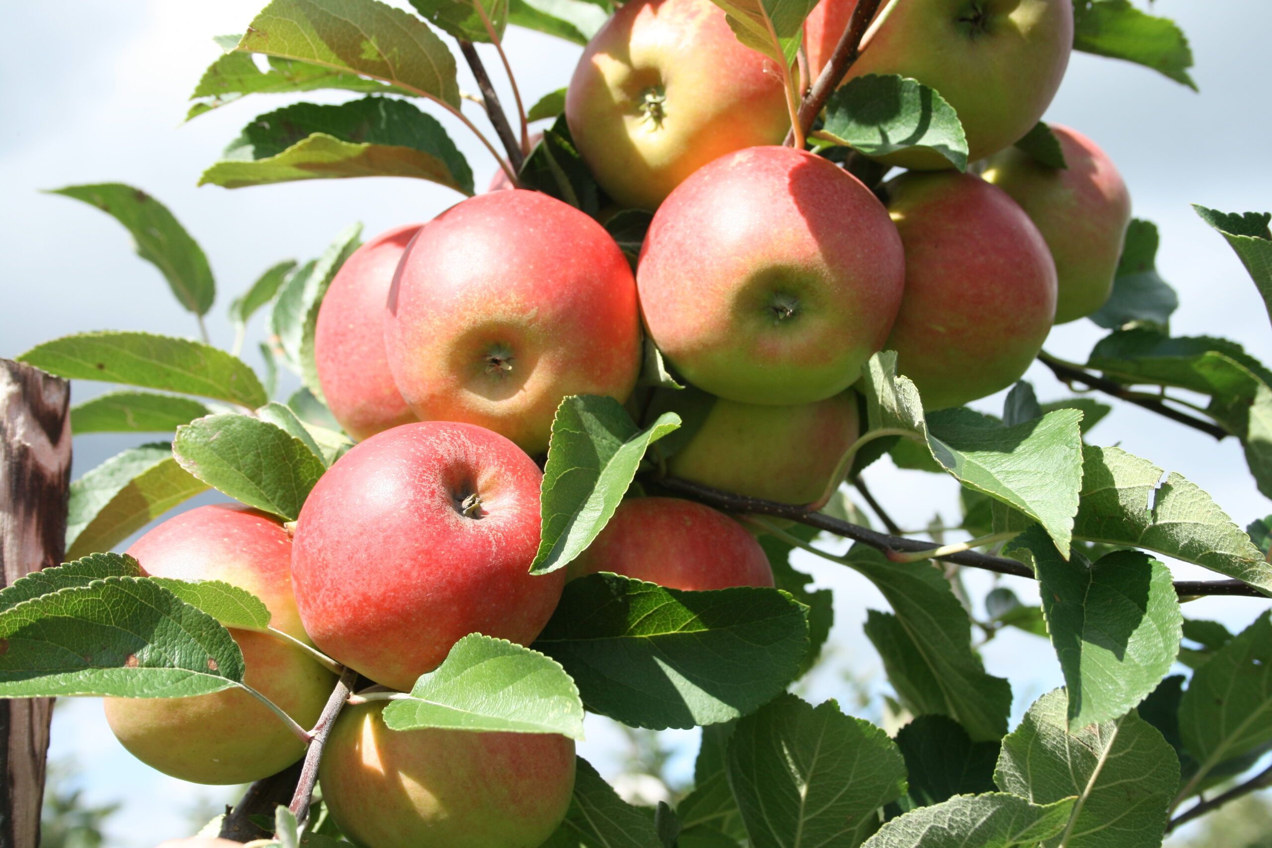 Nederlandse fruitconsumptie stijgt met drie procent