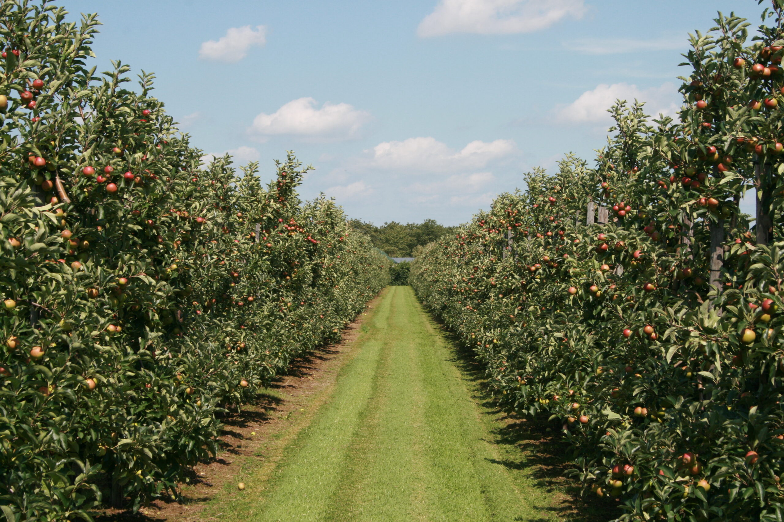 NFO Taskforce Gewasbescherming: ‘Meten zonder duiden, zaait onnodige angst’