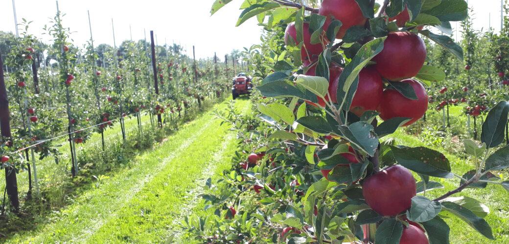 Terugblik op eerste NFO-webinar: focus op plantgezondheid, werkgeverschap en water