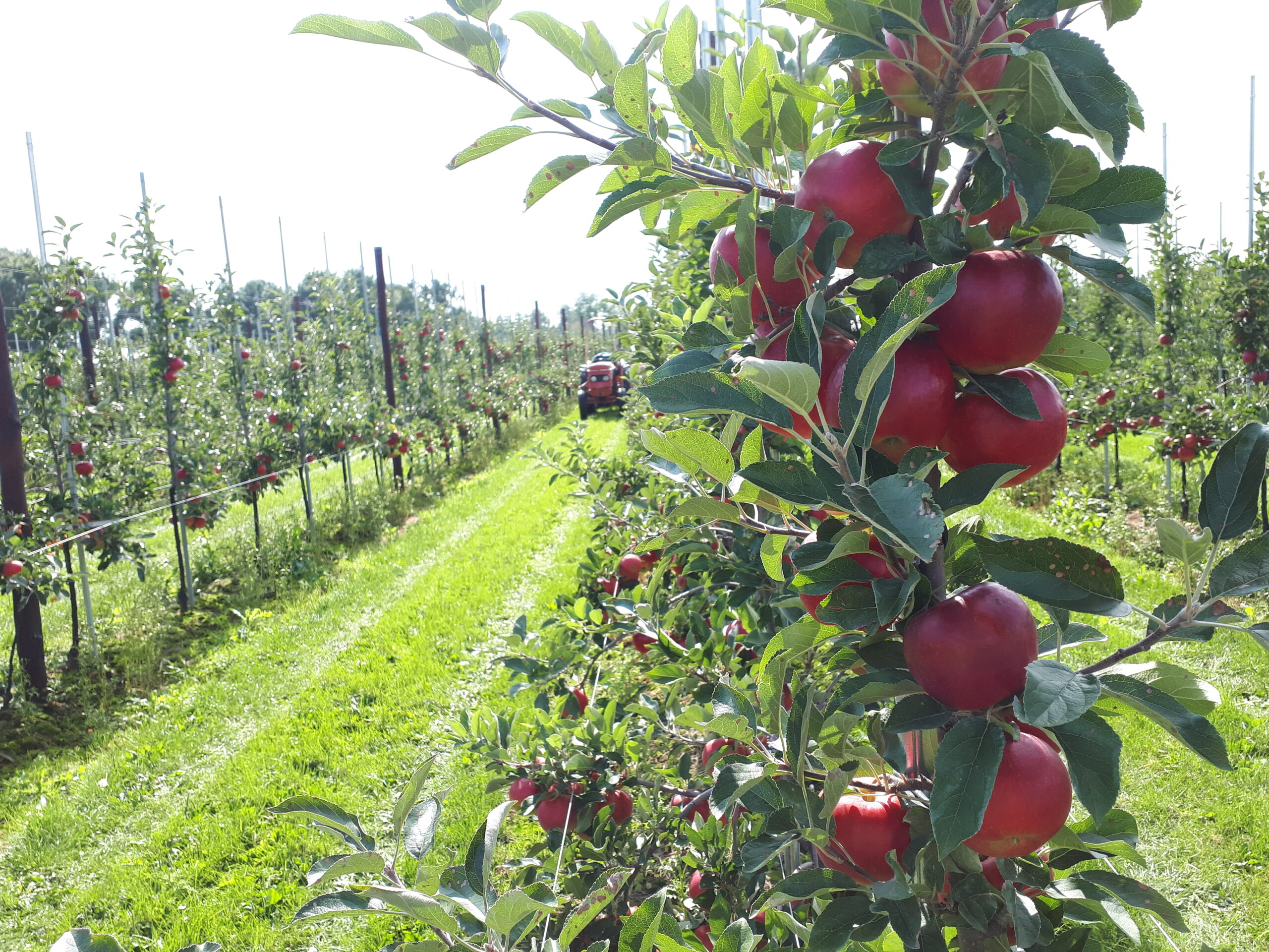 Terugblik op eerste NFO-webinar: focus op plantgezondheid, werkgeverschap en water