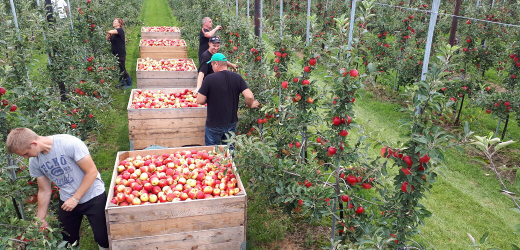 Ziekteverzuim in fruitteelt daalt in 2025