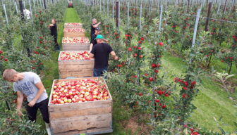 Ziekteverzuim in fruitteelt daalt in 2025