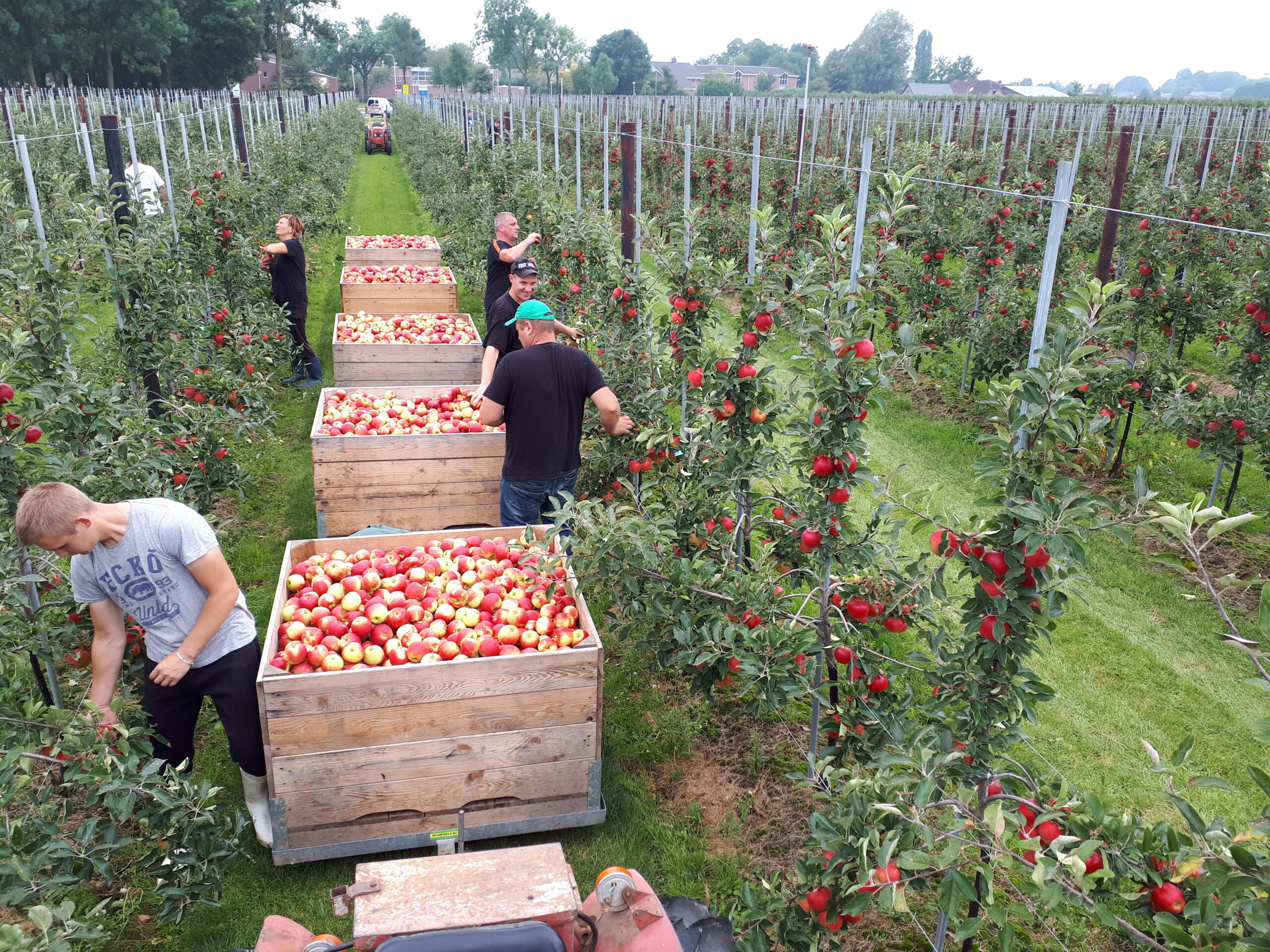 Ziekteverzuim in fruitteelt daalt in 2025