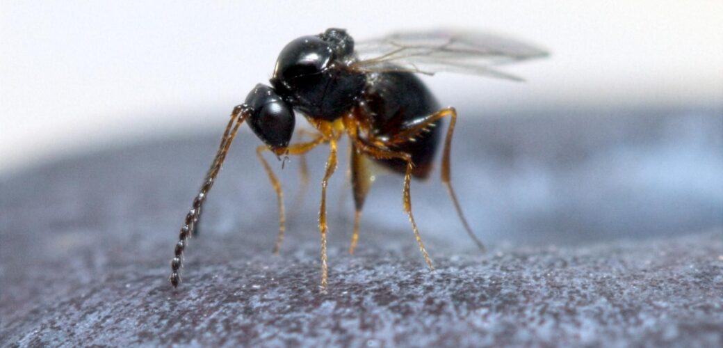 Volop media-aandacht voor ontdekking Aziatische sluipwesp die suzuki-fruitvlieg te lijf gaat