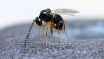 Volop media-aandacht voor ontdekking Aziatische sluipwesp die suzuki-fruitvlieg te lijf gaat