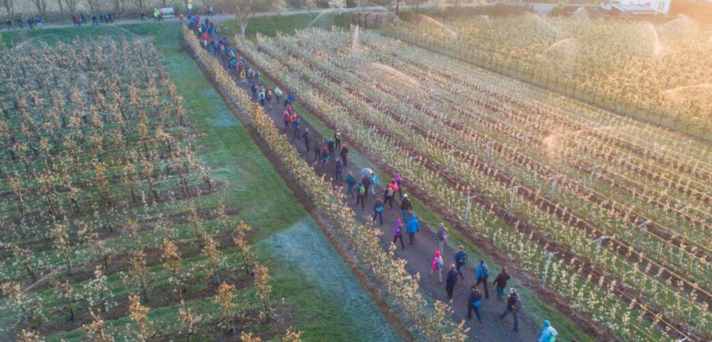 Betuwse Bloesemtocht terug van weggeweest – wandelevent vindt plaats op 11 april aanstaande