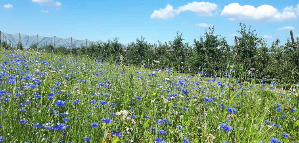 Indienen Gecombineerde opgave weer mogelijk