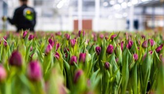 Training omgevingscommunicatie voor vrouwen in de fruitteelt