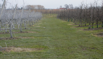 Wit gespoten fruitbomen verdienen een duim omhoog.