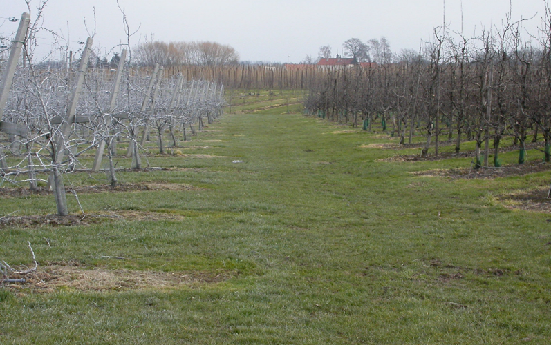 Wit gespoten fruitbomen verdienen een duim omhoog.