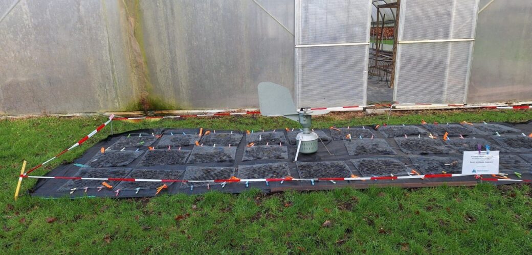 Eerste rijpe ascosporen