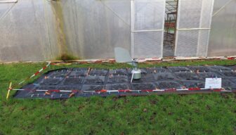 Eerste rijpe ascosporen