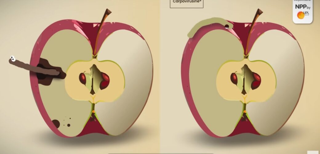 Nieuwe uitvoering van Carpovirusine ook toegelaten in pruim en walnoot