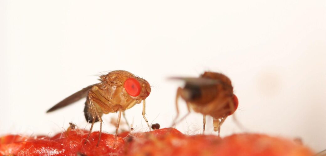 Nieuwe Aziatische sluipwesp vestigt zich in Nederland