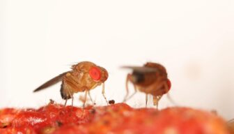 Nieuwe Aziatische sluipwesp vestigt zich in Nederland