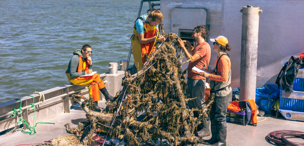 Oproep: oude perenbomen gevraagd