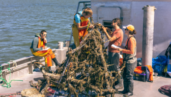 Oproep: oude perenbomen gevraagd