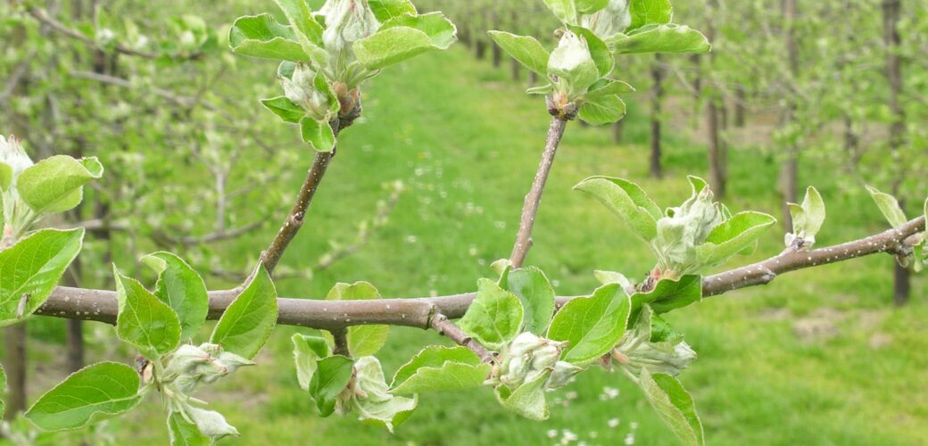 Fruitgewassen geen rustgewassen