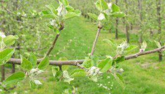 Fruitgewassen geen rustgewassen