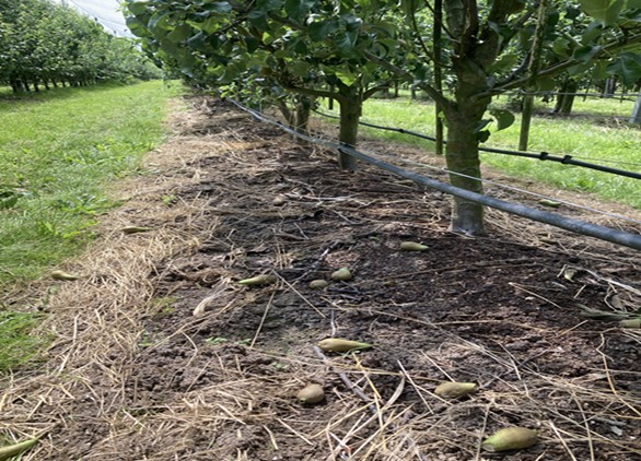 Nederlandse appels en peren scoren positief in hun water footprint.